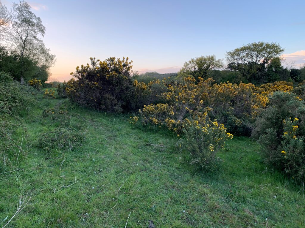Gorse and Briars in Ireland